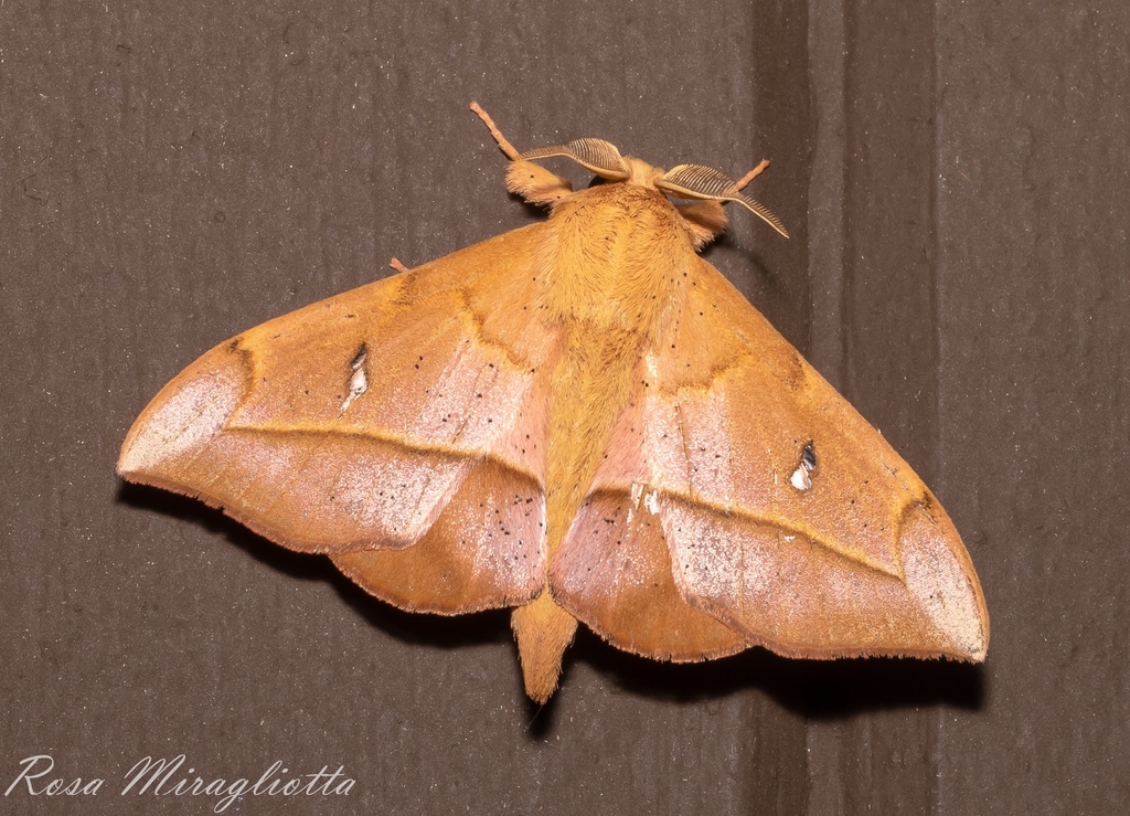 Cicinninae