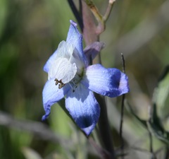 Delphinium recurvatum
