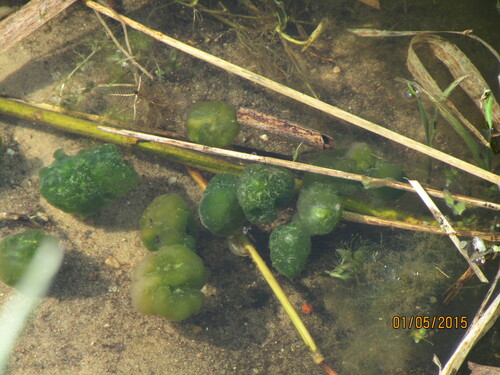 Aphanothece stagnina observed 2015-05-01