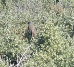 Artemisiospiza belli