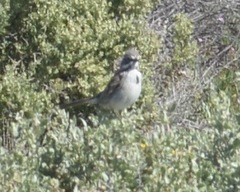 Artemisiospiza belli