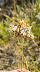 Encelia stenophylla