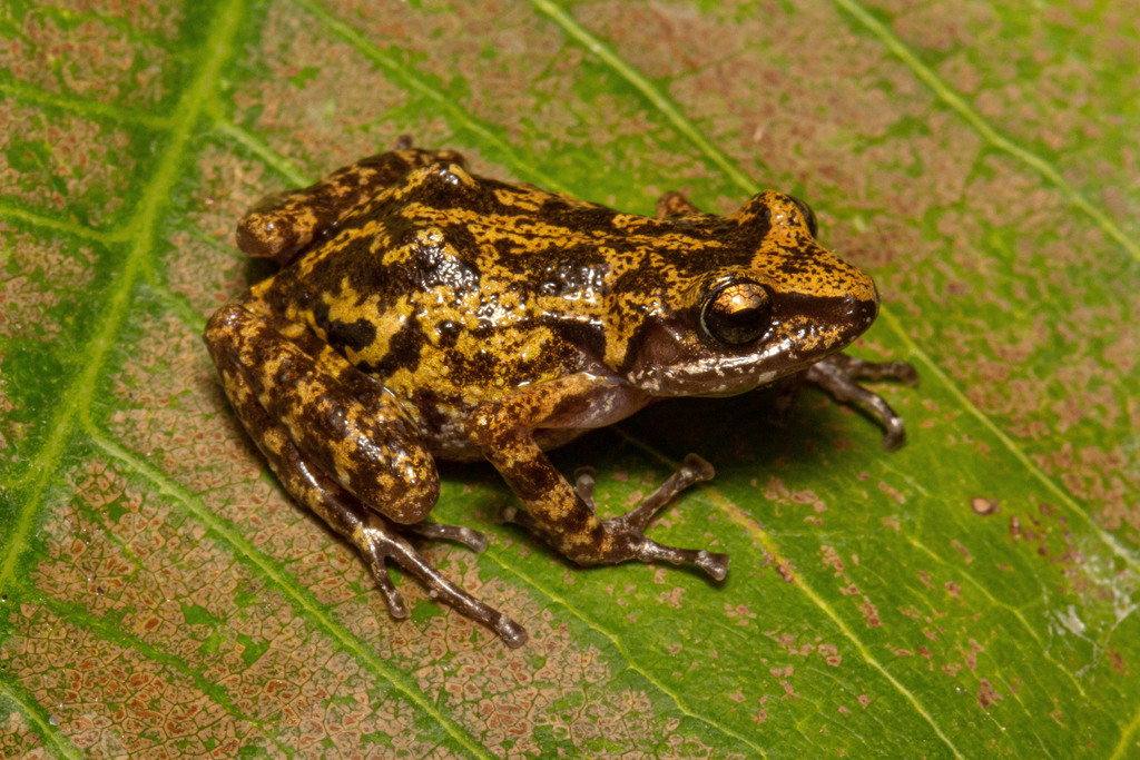 Franz's Piping Frog