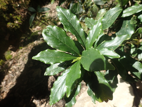 Daphne arisanensis (Daphne arisanensis)