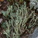 Powdered Funnel Lichen - Photo (c) Hans, some rights reserved (CC BY-NC), uploaded by Hans