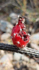 Peniocereus striatus