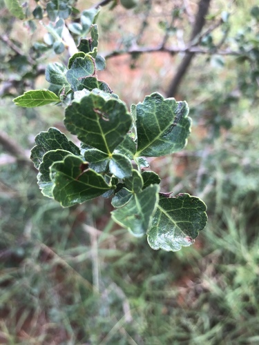 Poison-Grub Commiphora (Variety Commiphora africana africana) · iNaturalist