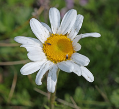 Chrysanthemum coreanum