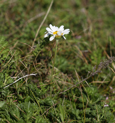 Chrysanthemum coreanum