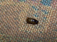 Labarrus lividus