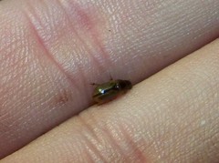 Labarrus lividus