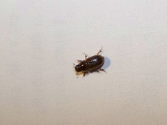 Labarrus lividus