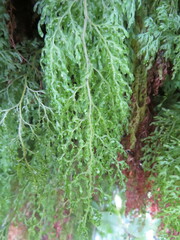 Hymenophyllum pulcherrimum image