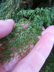 Hymenophyllum pulcherrimum image