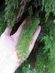 Hymenophyllum pulcherrimum image