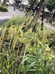 Sorghum arundinaceum