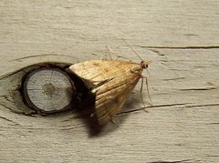 Mnesictena flavidalis