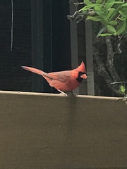 Cardinalis cardinalis image