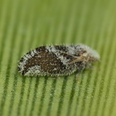 Aphalaroida spinifera