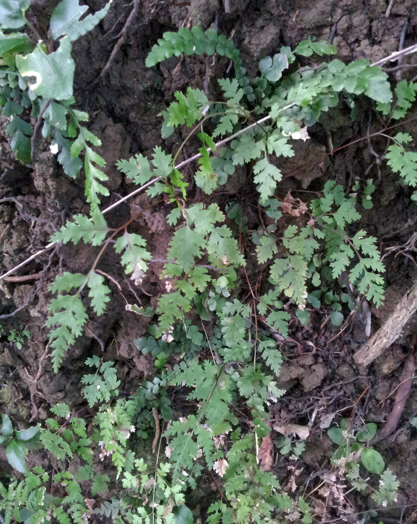 Pteris saxatilis