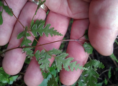 Pteris saxatilis