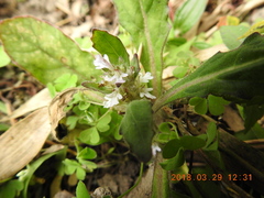 Ajuga taiwanensis