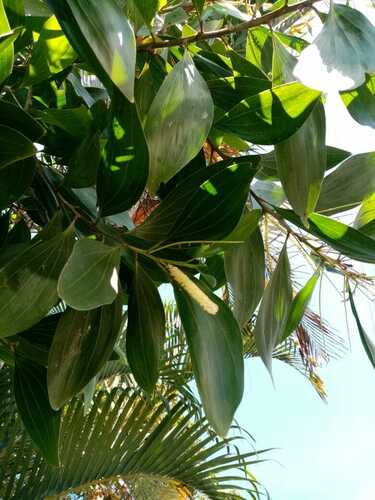 Acacia mangium - Whole tree