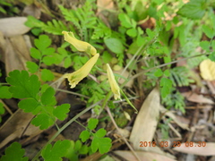 Corydalis balansae