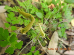 Corydalis balansae