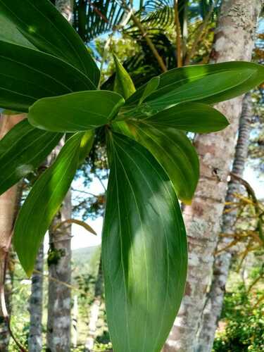Acacia mangium - Leaves