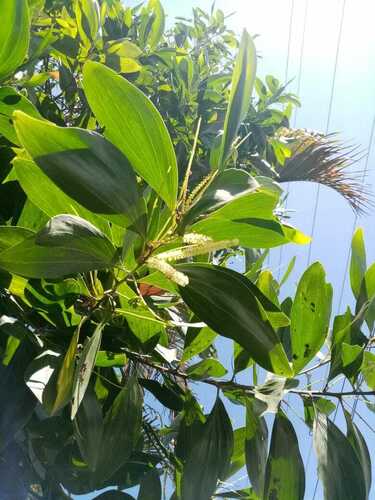 Acacia mangium - Whole tree