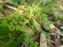 Corydalis balansae