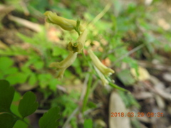 Corydalis balansae