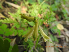 Corydalis balansae
