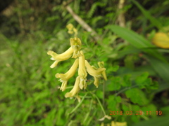 Corydalis balansae