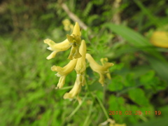 Corydalis balansae