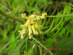 Corydalis balansae