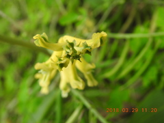 Corydalis balansae