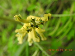Corydalis balansae