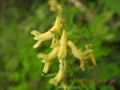 Corydalis balansae