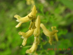 Corydalis balansae