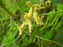 Corydalis balansae