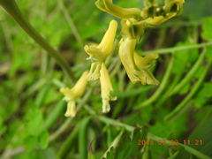 Corydalis balansae