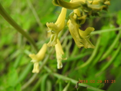 Corydalis balansae