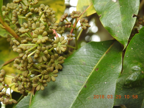 Daphniphyllum pentandrum (Daphniphyllum pentandrum)