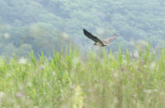 Haliaeetus