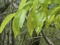 Fraxinus profunda
