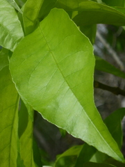Fraxinus profunda