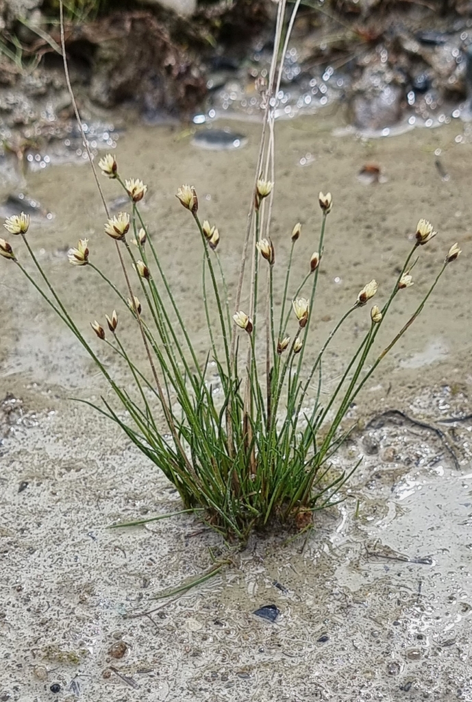 Stygiopsis