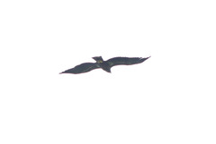Haliaeetus